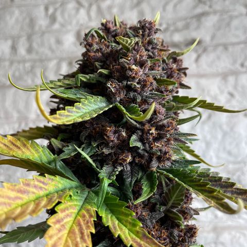Purple Punch 🥊 2 - #1 - 42 Fast Buds growlog timeline photo