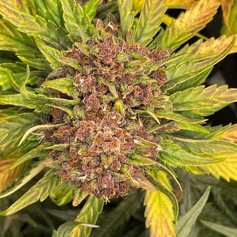 Purple Punch 🥊 2 - #1 - 42 Fast Buds growlog timeline photo