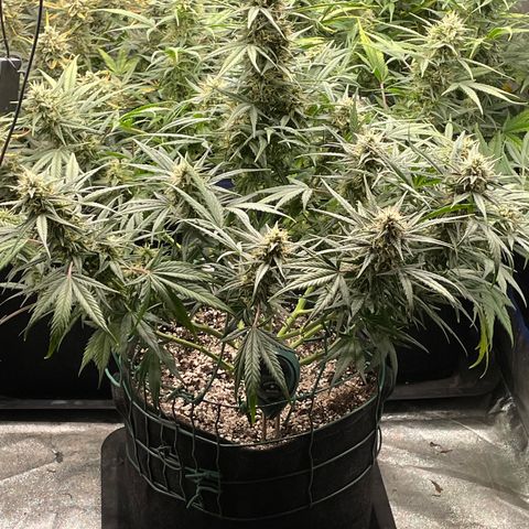 Mimosa Cake 🍰 4 - #1 - 42 Fast Buds growlog timeline photo