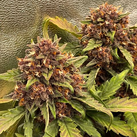 Purple Punch 🥊 2 - #1 - 42 Fast Buds growlog timeline photo