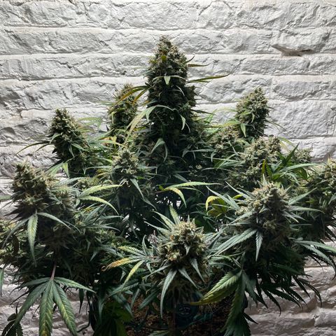 Mimosa Cake 🍰 4 - #1 - 42 Fast Buds growlog timeline photo