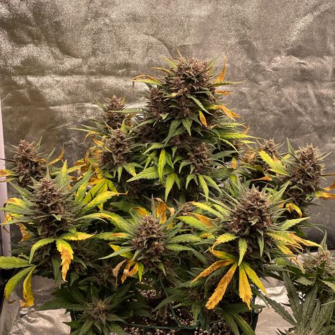 Purple Punch 🥊 3 - #1 - 42 Fast Buds growlog timeline photo