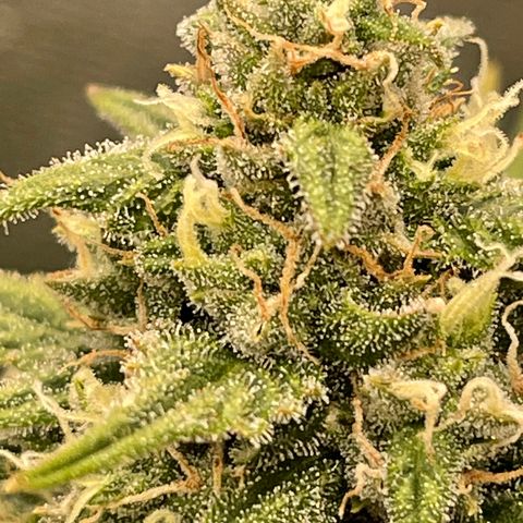Mimosa Cake 🍰 4 - #1 - 42 Fast Buds growlog timeline photo