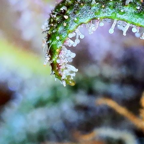 Purple Punch 🥊 2 - #1 - 42 Fast Buds growlog timeline photo