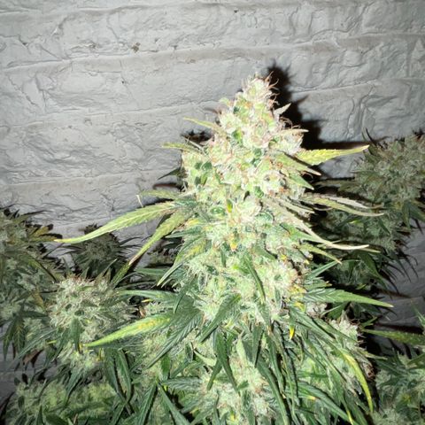 Mimosa Cake 🍰 4 - #1 - 42 Fast Buds growlog timeline photo