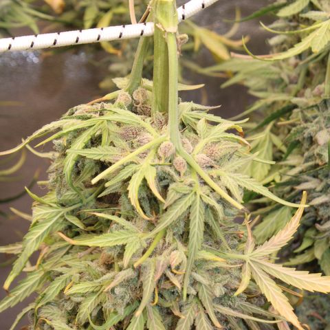 Mimosa Cake 🍰 4 - #1 - 42 Fast Buds growlog timeline photo