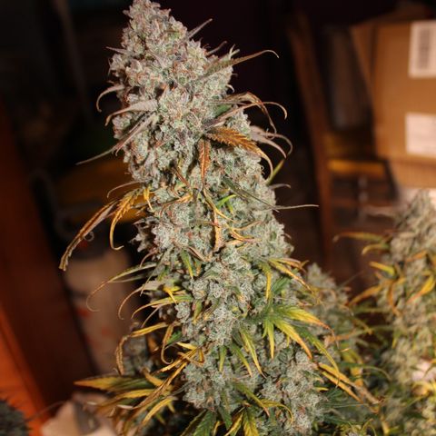 Mimosa Cake 🍰 3 - #1 - 42 Fast Buds growlog timeline photo