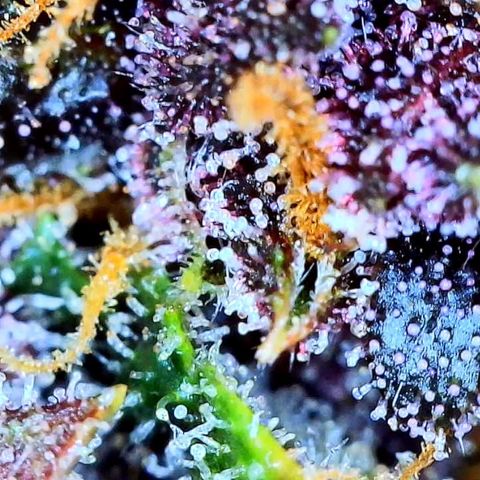 Purple Punch 🥊 2 - #1 - 42 Fast Buds growlog timeline photo