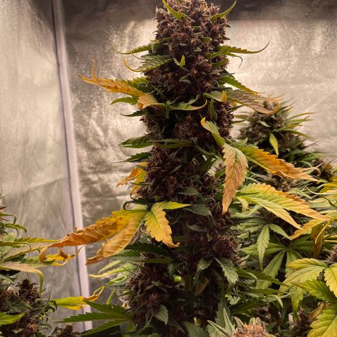Purple Punch 🥊 2 - #1 - 42 Fast Buds growlog timeline photo