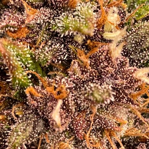Purple Punch 🥊 2 - #1 - 42 Fast Buds growlog timeline photo