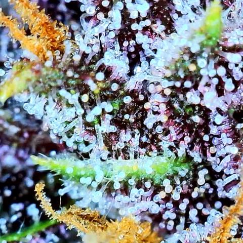Purple Punch 🥊 2 - #1 - 42 Fast Buds growlog timeline photo