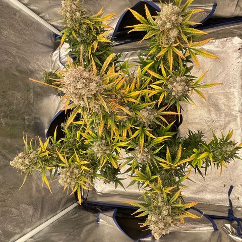 Mimosa Cake 🍰 3 - #1 - 42 Fast Buds growlog timeline photo