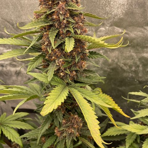 Purple Punch 🥊 2 - #1 - 42 Fast Buds growlog timeline photo