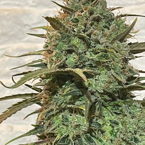 Mimosa Cake 🍰 4 - #1 - 42 Fast Buds growlog timeline photo