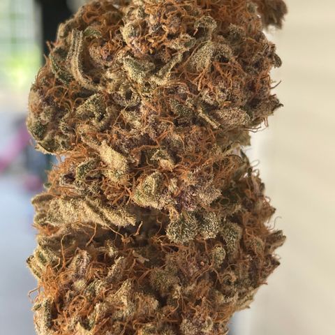 2021.05.17 Purple Queen - #2 - RQS growlog timeline photo