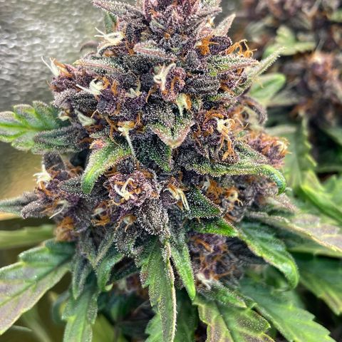 Purple Punch 🥊 2 - #1 - 42 Fast Buds growlog timeline photo