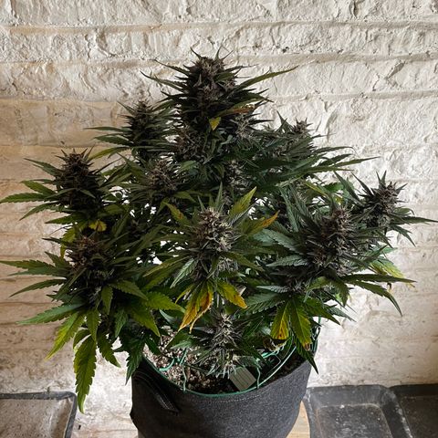 Purple Punch 🥊 3 - #1 - 42 Fast Buds growlog timeline photo