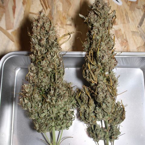 Mimosa Cake 🍰 4 - #1 - 42 Fast Buds growlog timeline photo