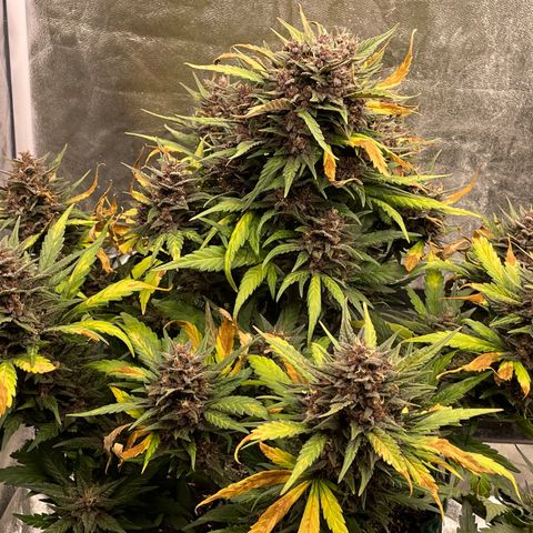 Purple Punch 🥊 3 - #1 - 42 Fast Buds growlog timeline photo