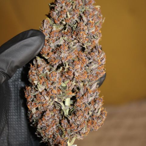 Purple Punch 🥊 2 - #1 - 42 Fast Buds growlog timeline photo
