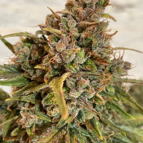 Mimosa Cake 🍰 4 - #1 - 42 Fast Buds growlog timeline photo