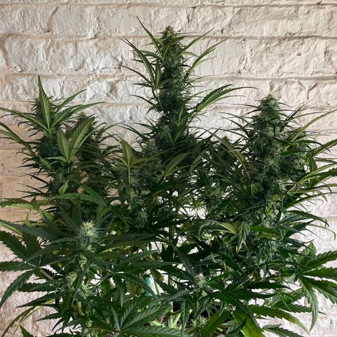 Mimosa Cake 🍰 4 - #1 - 42 Fast Buds growlog timeline photo