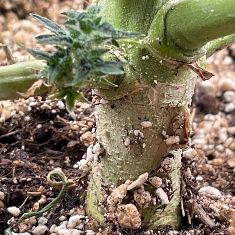 Mimosa Cake 🍰 3 - #1 - 42 Fast Buds growlog timeline photo