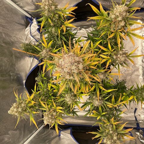 Mimosa Cake 🍰 3 - #1 - 42 Fast Buds growlog timeline photo