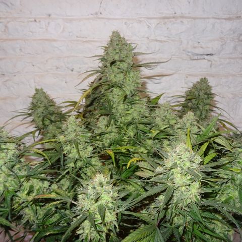 Mimosa Cake 🍰 4 - #1 - 42 Fast Buds growlog timeline photo