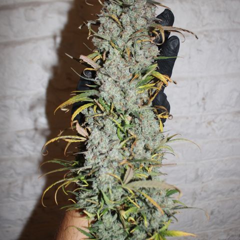Mimosa Cake 🍰 3 - #1 - 42 Fast Buds growlog timeline photo