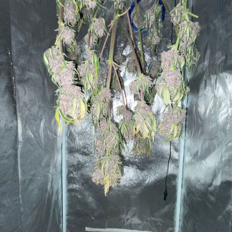 Purple Punch 🥊 1 - #1 - 42 Fast Buds growlog timeline photo