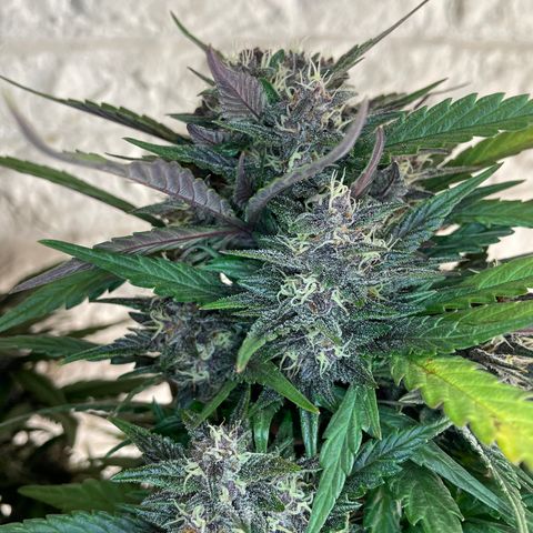Purple Punch 🥊 3 - #1 - 42 Fast Buds growlog timeline photo