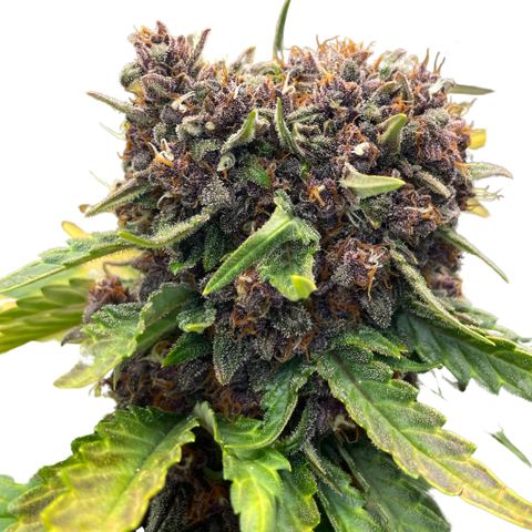 Purple Punch 🥊 2 - #1 - 42 Fast Buds growlog timeline photo