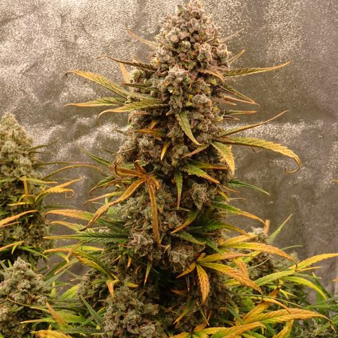 Mimosa Cake 🍰 3 - #1 - 42 Fast Buds growlog timeline photo