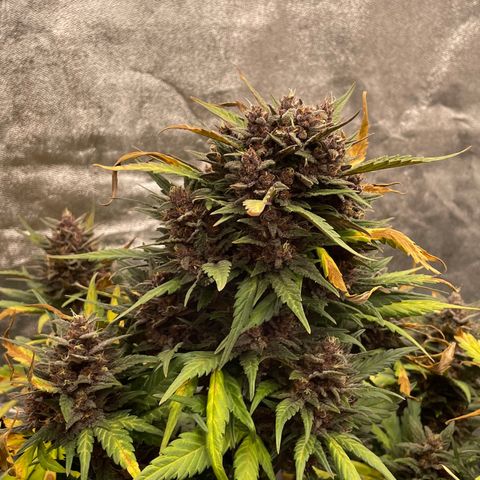 Purple Punch 🥊 3 - #1 - 42 Fast Buds growlog timeline photo