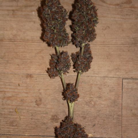 Purple Punch 🥊 2 - #1 - 42 Fast Buds growlog timeline photo