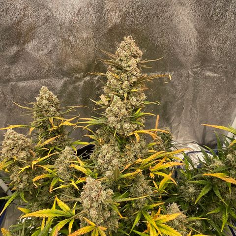 Mimosa Cake 🍰 3 - #1 - 42 Fast Buds growlog timeline photo