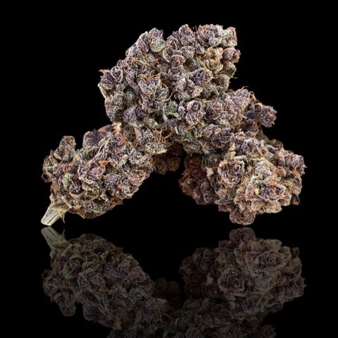 2021.06.02 - Purple Lemonade 🍋 - #1 - 42 Fast Buds growlog timeline photo