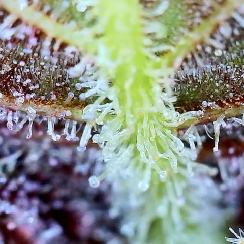 Purple Punch 🥊 2 - #1 - 42 Fast Buds growlog timeline photo