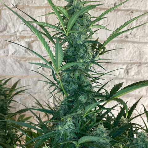 Mimosa Cake 🍰 4 - #1 - 42 Fast Buds growlog timeline photo