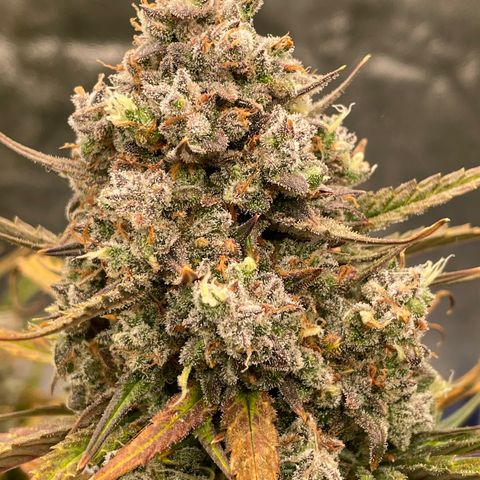 Mimosa Cake 🍰 3 - #1 - 42 Fast Buds growlog timeline photo