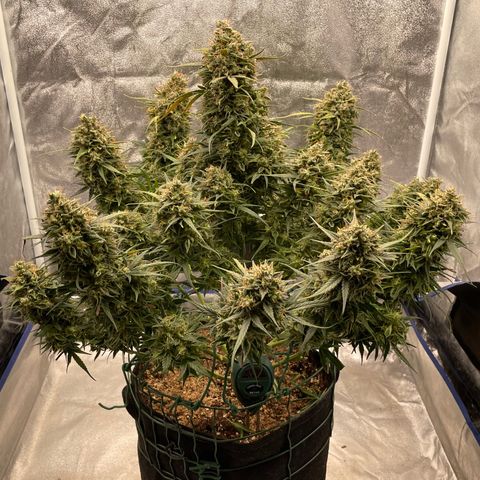 Mimosa Cake 🍰 3 - #1 - 42 Fast Buds growlog timeline photo