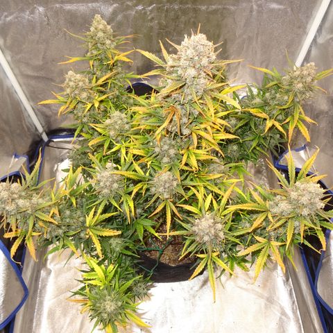 Mimosa Cake 🍰 3 - #1 - 42 Fast Buds growlog timeline photo
