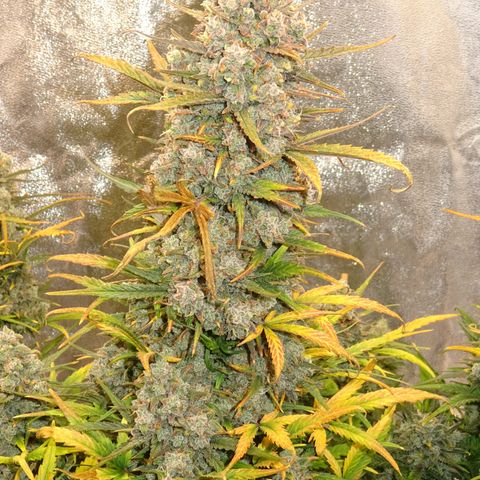 Mimosa Cake 🍰 3 - #1 - 42 Fast Buds growlog timeline photo