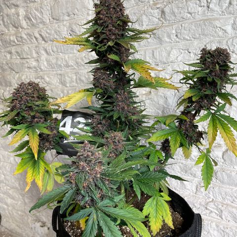 Purple Punch 🥊 2 - #1 - 42 Fast Buds growlog timeline photo