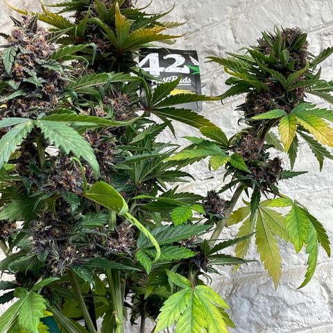 Purple Punch 🥊 2 - #1 - 42 Fast Buds growlog timeline photo