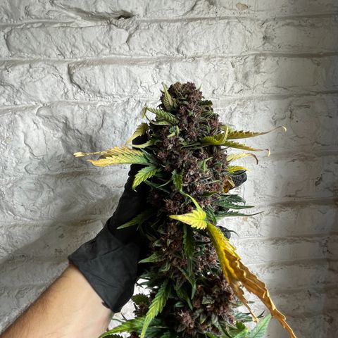 Purple Punch 🥊 2 - #1 - 42 Fast Buds growlog timeline photo