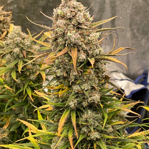 Mimosa Cake 🍰 3 - #1 - 42 Fast Buds growlog timeline photo