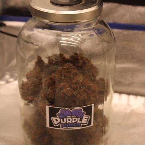 Purple Punch 🥊 2 - #1 - 42 Fast Buds growlog timeline photo