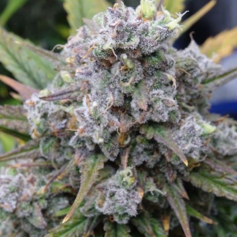 Mimosa Cake 🍰 3 - #1 - 42 Fast Buds growlog timeline photo